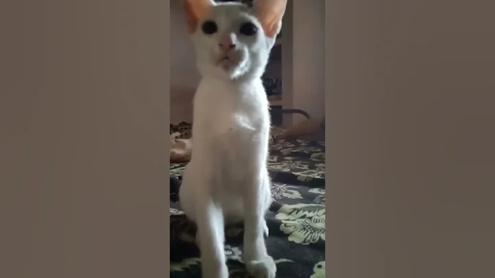 Video 2617701: cat meows funnycat kitten, catfight kitten cute funnycat, kitten cat love meowing, funny cats kittens meowing, laugh funnycats cat