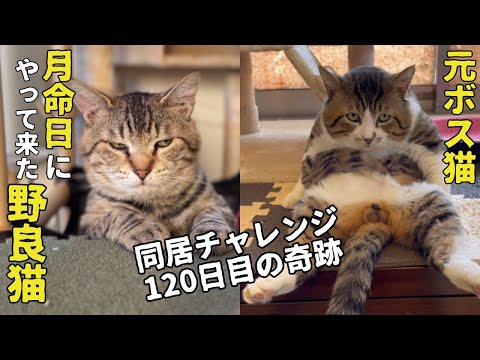 -愛と幸福を置く猫- A white cat that has become addicted to being hugged. - YouTube