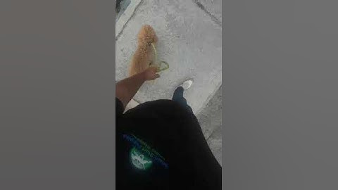 Mila Working With Trainer Adam On Proper Leash Etiquette By Smart Start Puppies