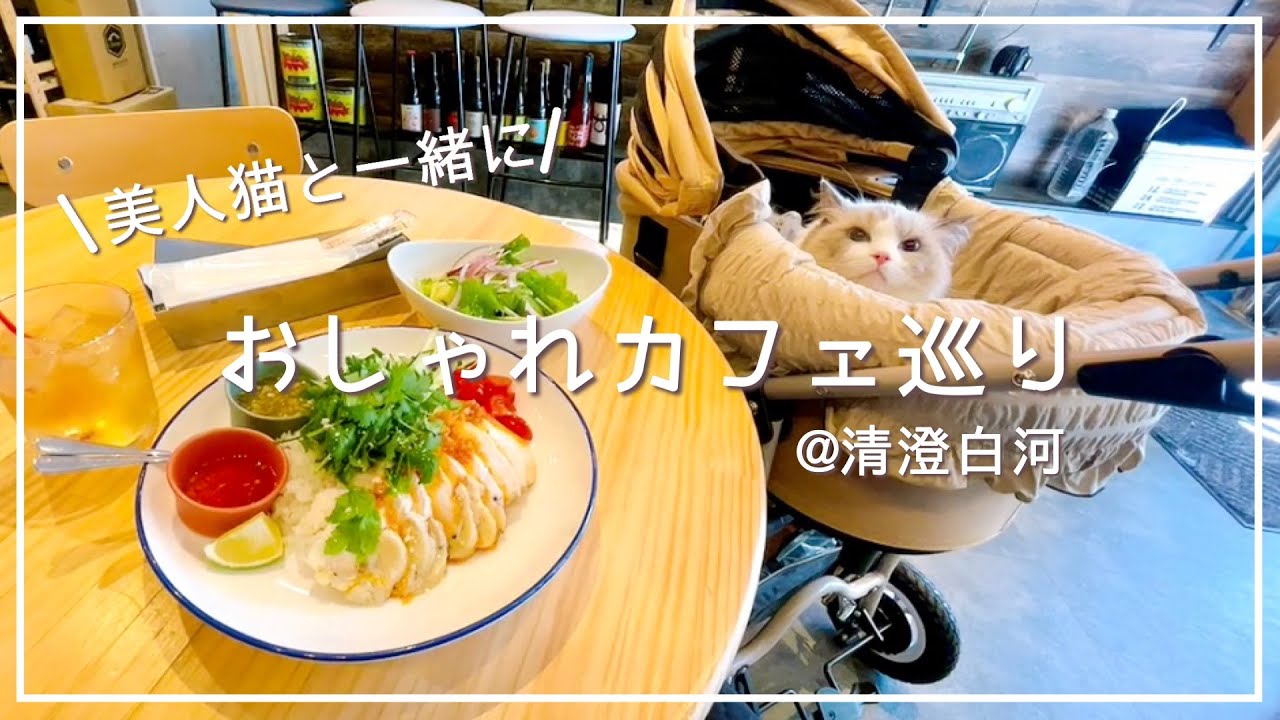 【猫vlog】美人猫とカフェ巡り｜AirBuggy買ったよ｜清澄白河