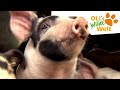 Wieso Quieken Schweine OLI S Wilde Welt Wieso Quieken Schweine OLI S Wilde Welt