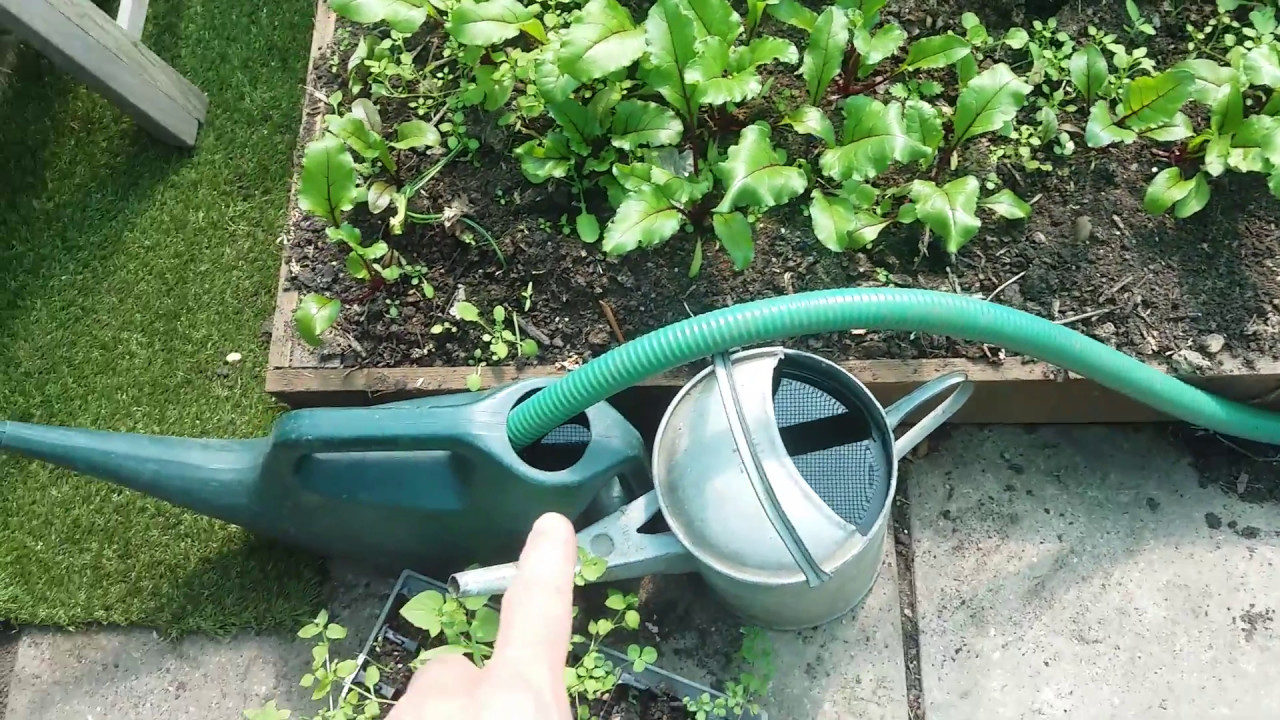 Simple polytunnel irrigation system and great Spring crops. YouTube