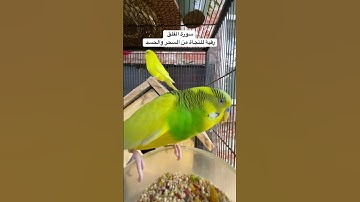 #رقية_شرعية #سورة_الفلق #قران_كريم #المصحف #رقية_المنزل #العراق #امريكا #اكسبلور #طيور #البادجي #us