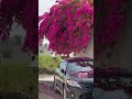 Flowers 🌸 Vibes in Rawalpindi | Cool & Relaxing Weather in Pakistan | Peaceful Nature Shorts
