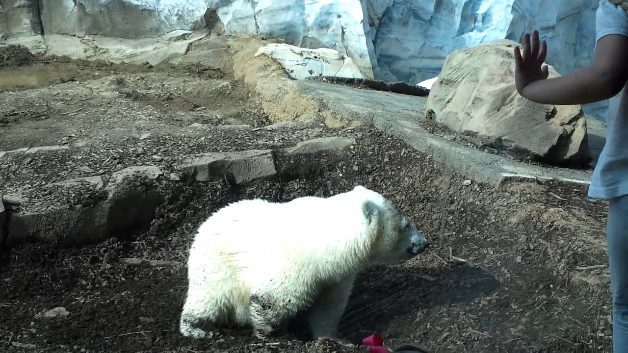 Baby polar bear at Louisville zoo YouTube