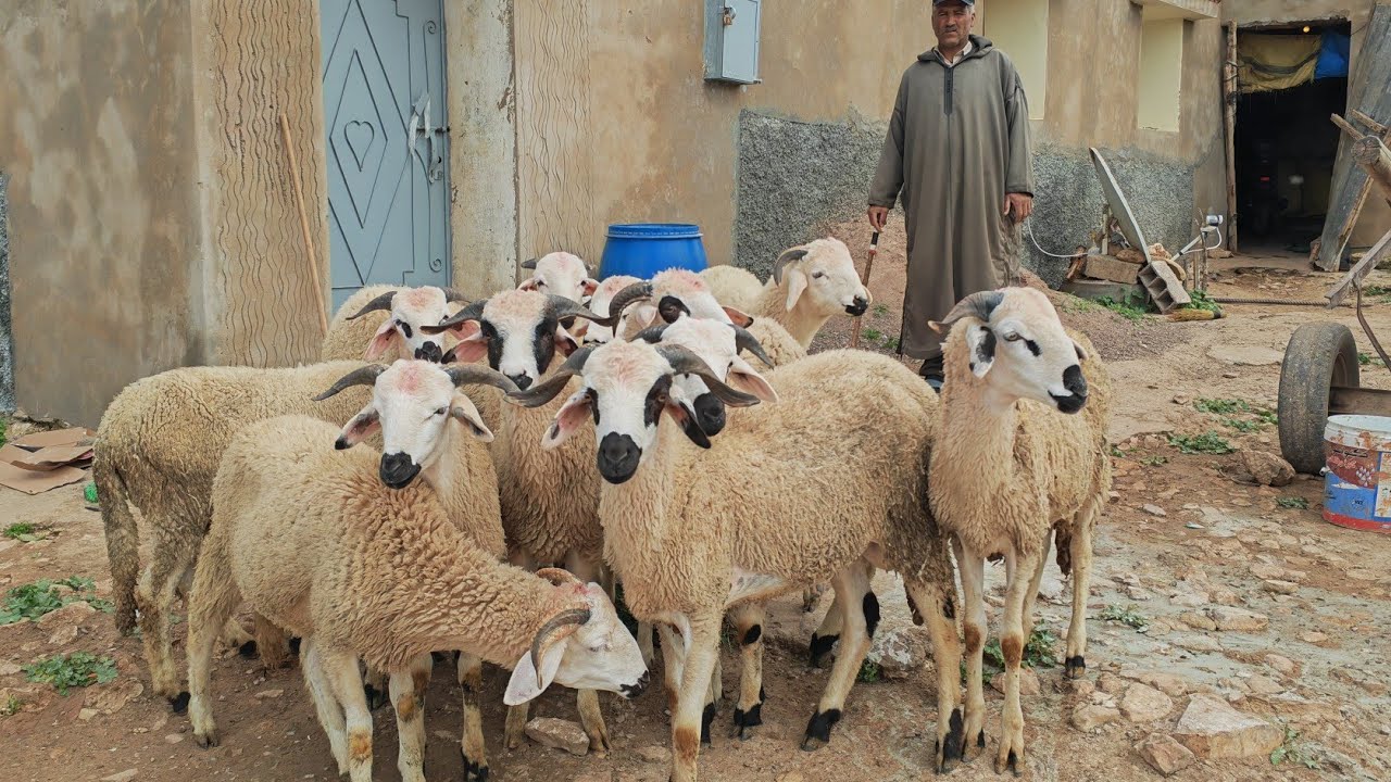 12خروف صردية بدرية للبيع نواحي اولاد بوزيري التواصل مع العربي0688280649 