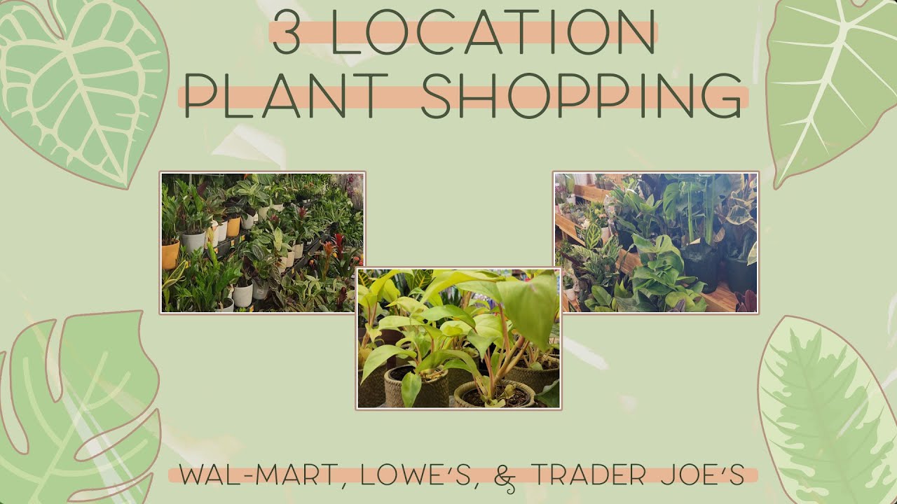 Plant Shopping at Walmart Lowe's Trader Joe's [ March 2023 ] YouTube