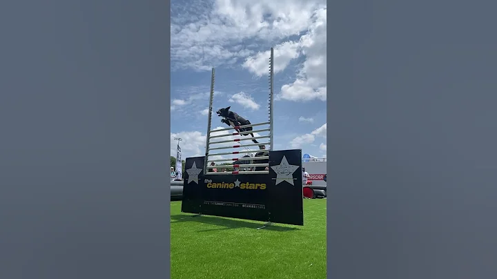 Whisp over 60” AGAIN!!! #caninestars #stuntdog #nascar #rescuedog #whippet #darlingtonraceway