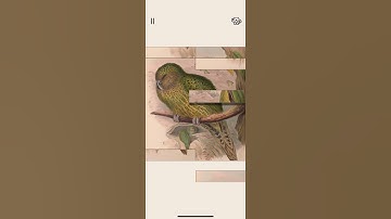 The Art of Fauna - #Kakapo ! #TheArtOfFauna #iphone #puzzle #gaming #game  #animal #art #calm #chill