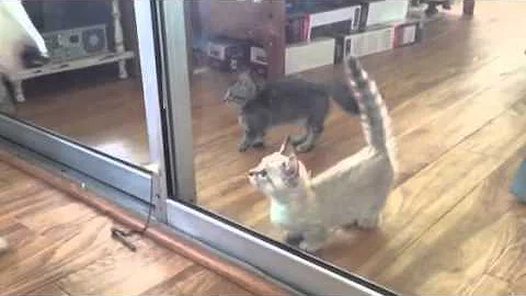 Watch the video about Adorable sphynx and Bambino hairless kittens playing