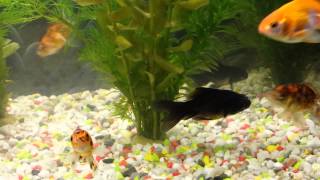 Dfish.altin Balik,Akvaryum