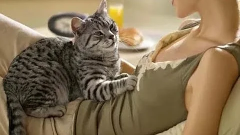 Когда узнаете, зачем коты топчут нас лапами, будете поражены