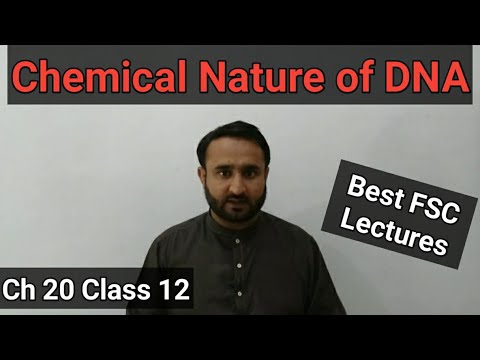 Chemical Nature of DNA | 2nd Year Biology