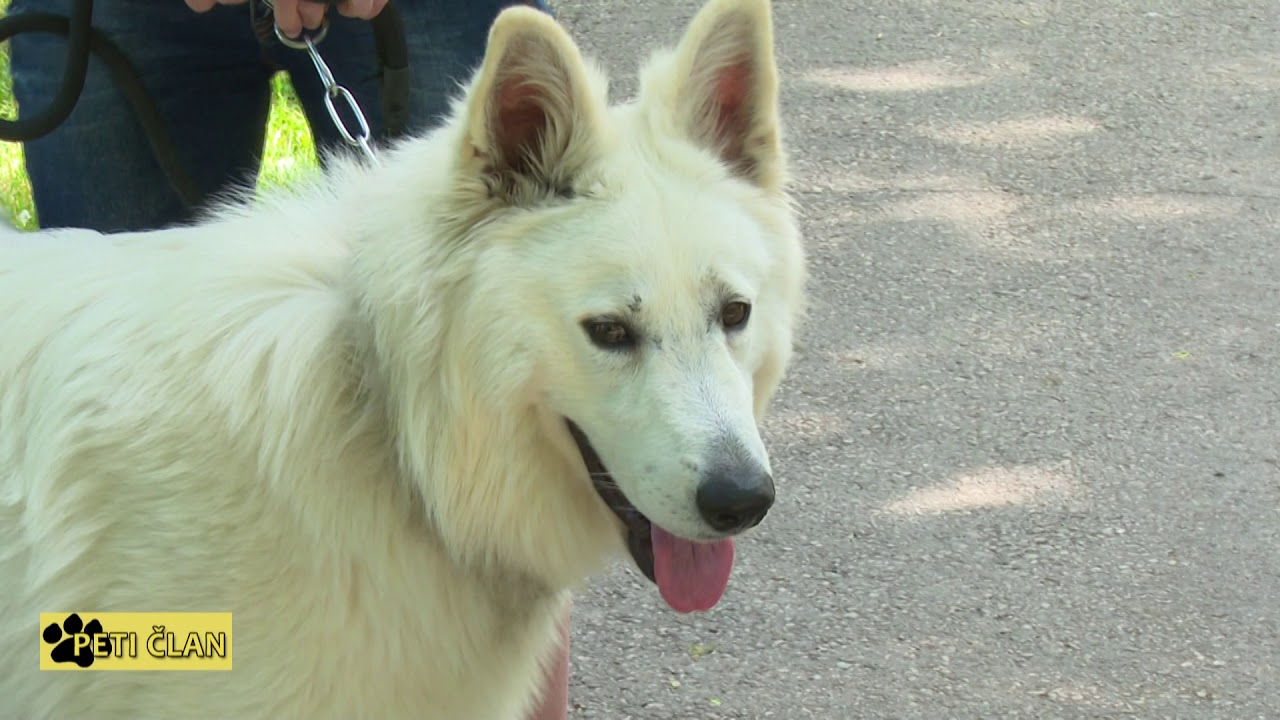 PETI CLAN   SVAJCARSKI BELI  OVCAR