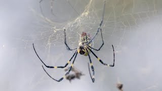 'Giant, venomous, flying spiders' expected to spread into our region, entomologists say - SW