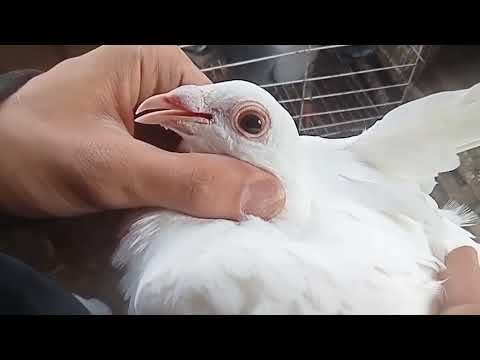 A Group Of Homing Pigeons And Messenger Pigeons Are Available From Mohamed Al Tarawi 2010167409