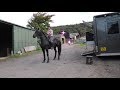 Friesian Horse on a fun ride with lots of great cantering places