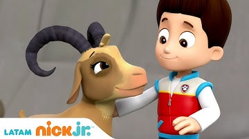 Paw Patrol, Patrulla de cachorros | Misión de rescate | Nick Jr. en Español