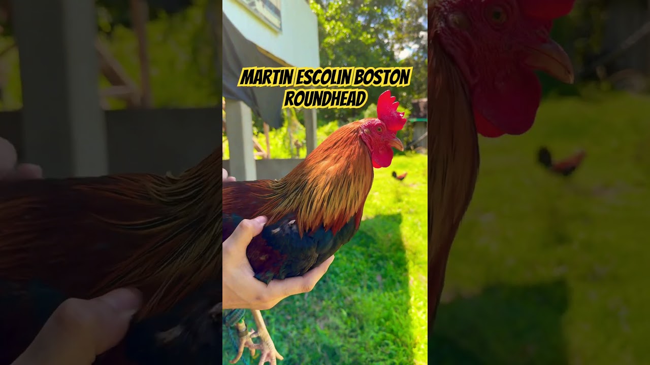 Martin Escolin Boston Roundhead Broodcock 