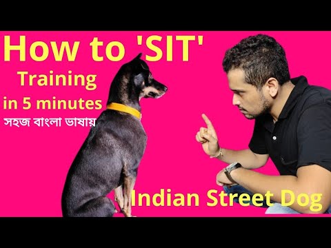 How To Train your Dog or Puppy to Sit | Easy Dog Training at Home | দেশি কুকুর ট্রেনিং | Street Dog|