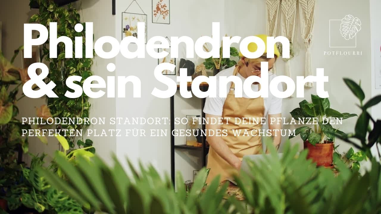 Philodendron Standort: So findet deine Pflanze den perfekten Platz  I  potflourri