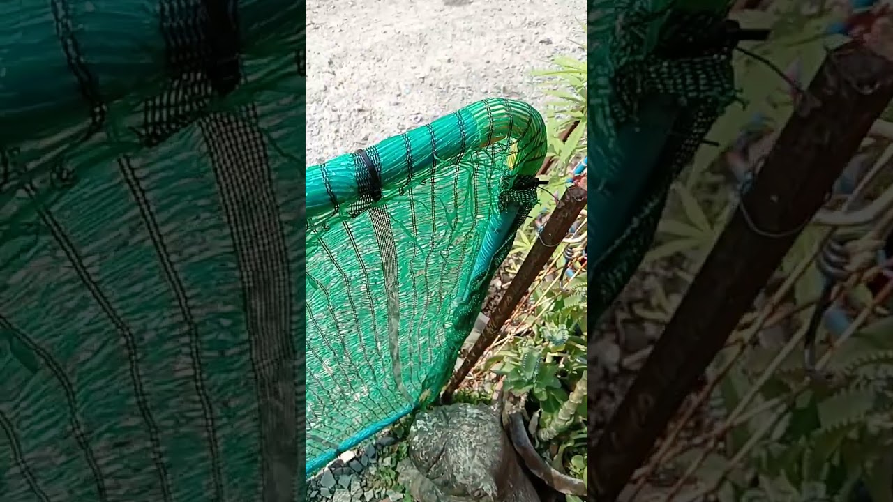  (LST) Low stress training