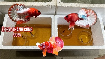 Cách Ép Đẻ Cá Betta Đạt Tỉ Lệ Cực Cao | Chia Sẻ Kinh Nghiệm Nuôi Cá Betta | Dat Betta