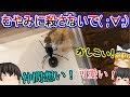 【孵化を手伝う先輩アリ】見ているとあら不思議、蟻がどんどんめっちゃ可愛く見えてくる動画