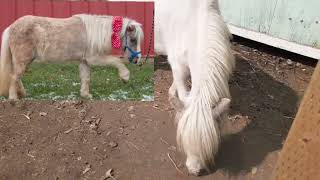 Miniature Horses - Getting a Mini Horse From an Auction, Sale, or Rescue