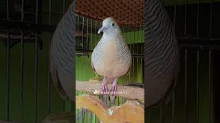 Zebra Dove call Bird sounds for relaxations 161 #birds #birdsounds #birdsoundscape #birdsong #animal screenshot 5