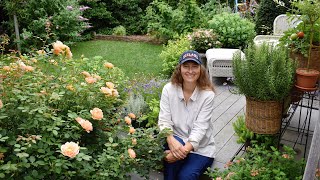 Pruning Long Canes On Roses, Plant Support Trick And Patio Blooms