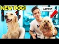 SURPRISING My PUPPY With A *NEW* DOG! 🐶