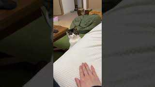 名前を呼ぶと来てくれるようになった息子猫！ #shorts
