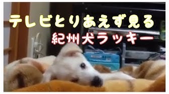テレビを見る犬 Youtube テレビを見る犬 Youtube