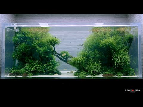 8k Nature Aquarium4m Driftwood Composition Of The Virgin Forest Takashi Amano 4m流木 原生林の構図 天野 尚 Youtube 8k Nature Aquarium4m Driftwood Composition Of The Virgin Forest Takashi Amano 4m流木 原生林の構図 天野 尚 Youtube