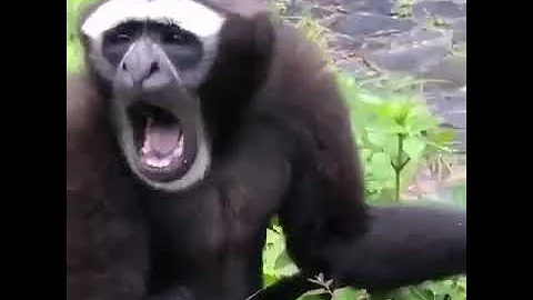 Гиббон поёт песню. Какая экспрессия! ♡ A gibbon is singing a song. What expression!