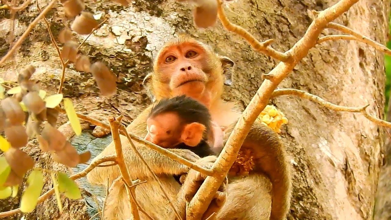 Terrify cry Delena, Kari catch baby Monkey || Delena lost Mom cry seizure.