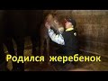 Родился жеребёнок.