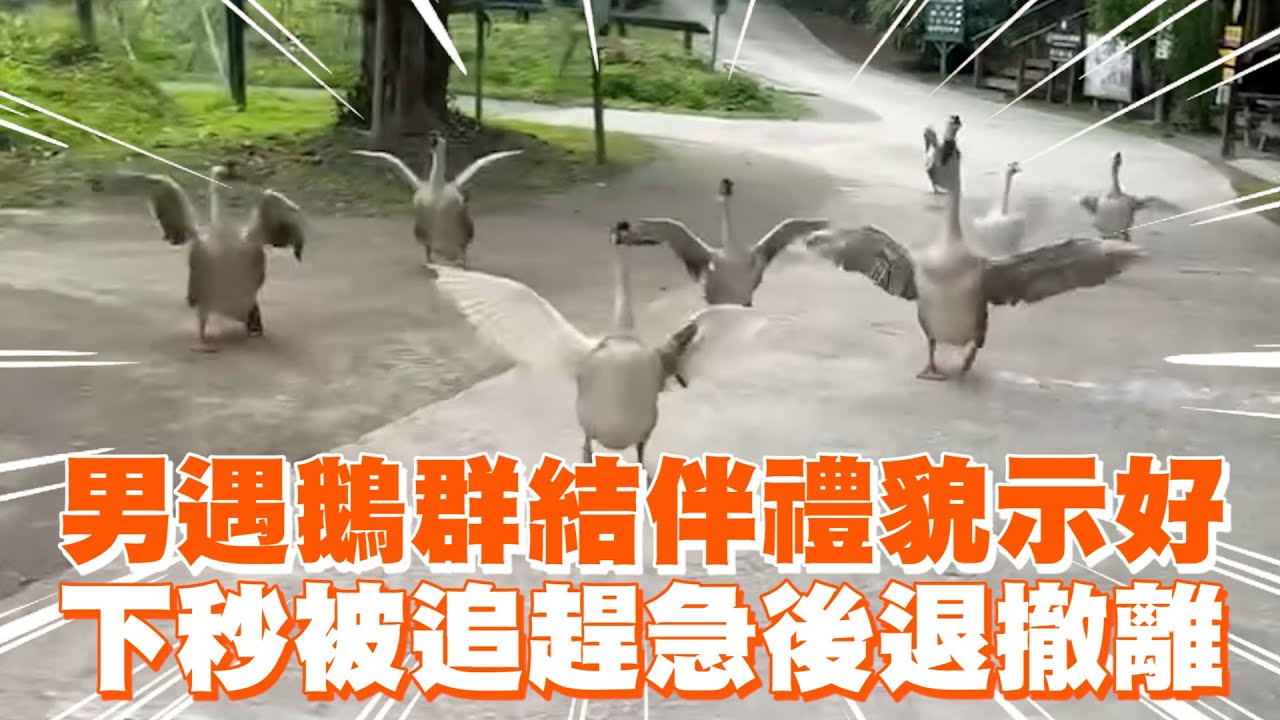 男遇鵝群結伴禮貌示好 下秒被追趕急後退撤離｜寵物動物｜搞笑｜精選影片 - YouTube