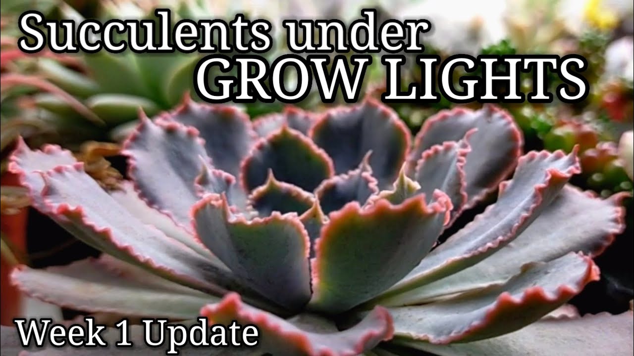 Mars Hydro Grow Journal TS 1000 || Succulents under Growlights Week 1 🇵🇭 