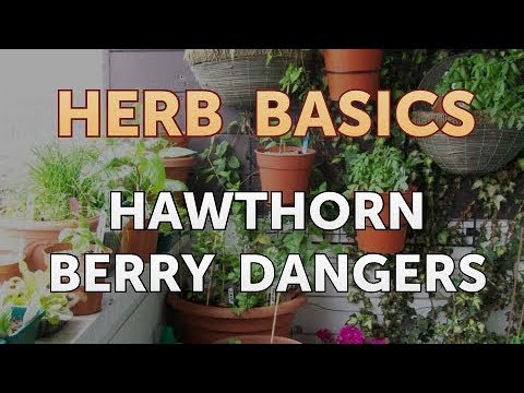 Video: Harmful Hawthorn