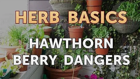 Hawthorn Berry Dangers - DayDayNews