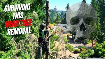 Dead Tree Removal | No Drop Zone | 60 Foot Cliff!