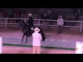 COPA EUGENIO MARIA DE HOSTOS - GRAN CAMPEONATO CABALLOS PASO FINO