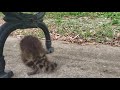 ABANDONED or lost baby raccoon found under park bench