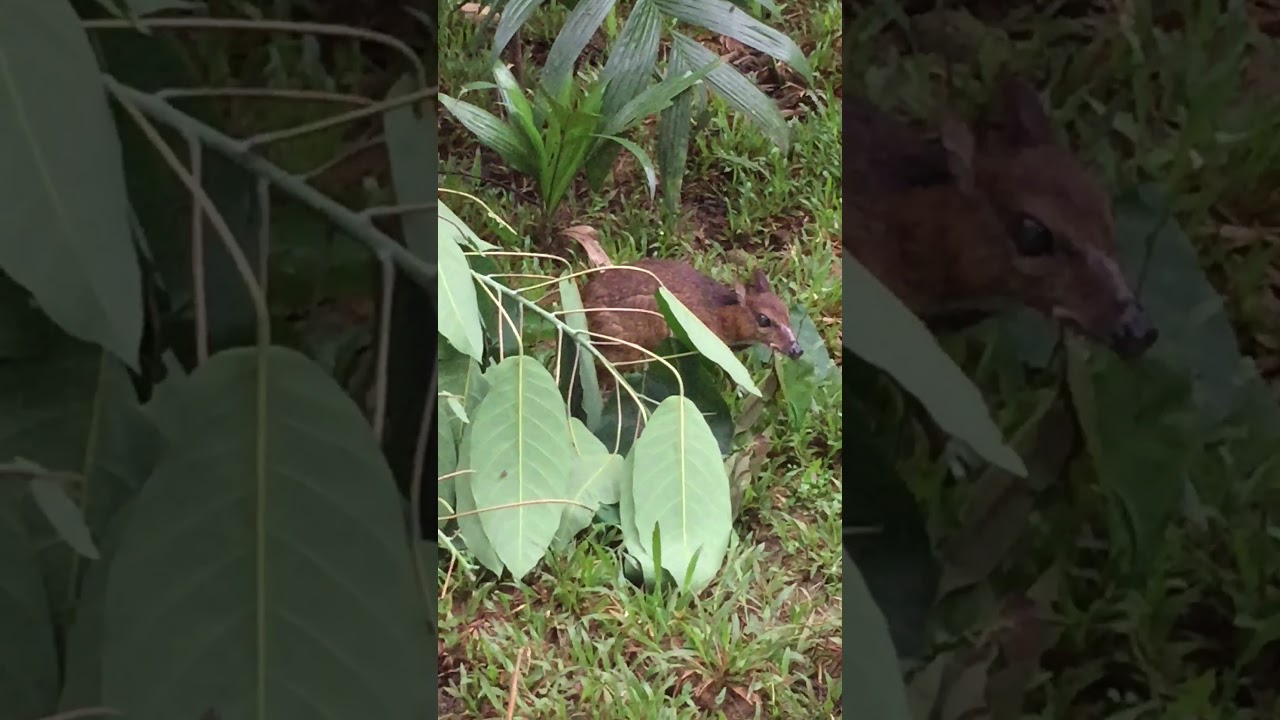 Malay chevrotain,pelanduk or kanchil (Tragulus kanchil )eating Sapium baccatum leaf or ludai leaf