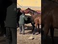 The Art of Traditional Equine Handling | Working with Horses #StableManagement #FarmLife #HorseCare