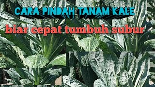 PINDAH TANAM KALE// BIAR CEPAT TUMBUH SUBUR