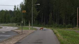 Foxes aren’t shy in Finland by Ib En 572 views 3 years ago 53 seconds