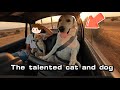 The talented cat and dog in the world